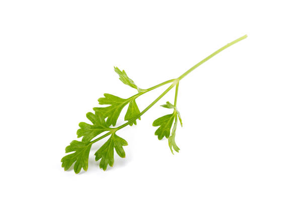 istock Bunch of fresh coriander leaves over white background. 659938794