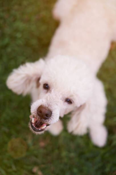 istock Mouth of barking white poodle 659939308