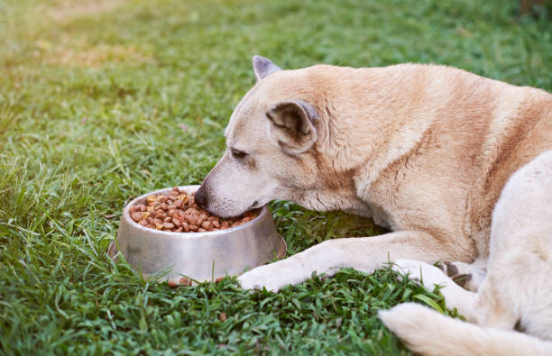 istock German shepherd eating from metal bowl 659939314