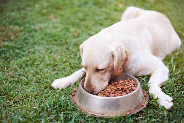 Labrador laying on grass and eat