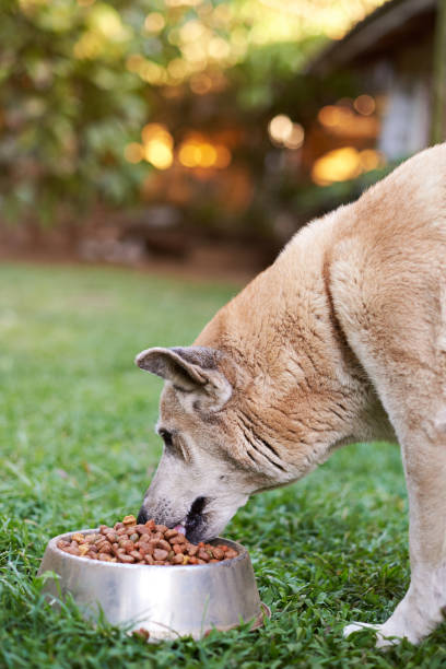istock Brown shepherd eating in metal bowl 659939570