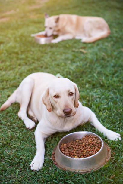 istock Dogs eating on green grass 659939590