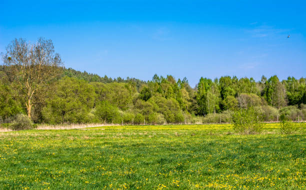 istock Beautiful spring landscape with blooming dandelions on meadow 659956450