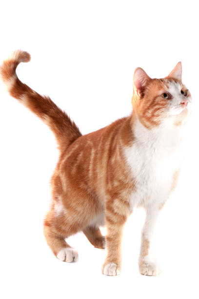 istock red cat waiting isolated on white background 659956718