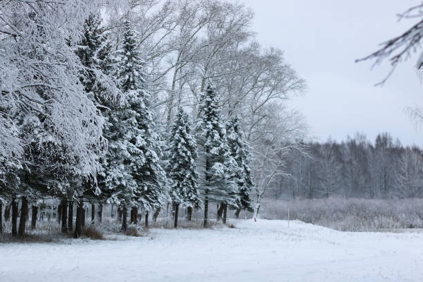 istock winter snow on fir tree branch 659981338