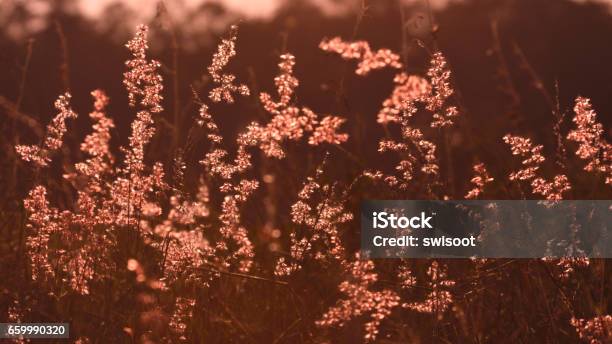 Pastel Grass Flowers In The Field Stock Photo - Download Image Now - Dusk, Flower, Fouts Field