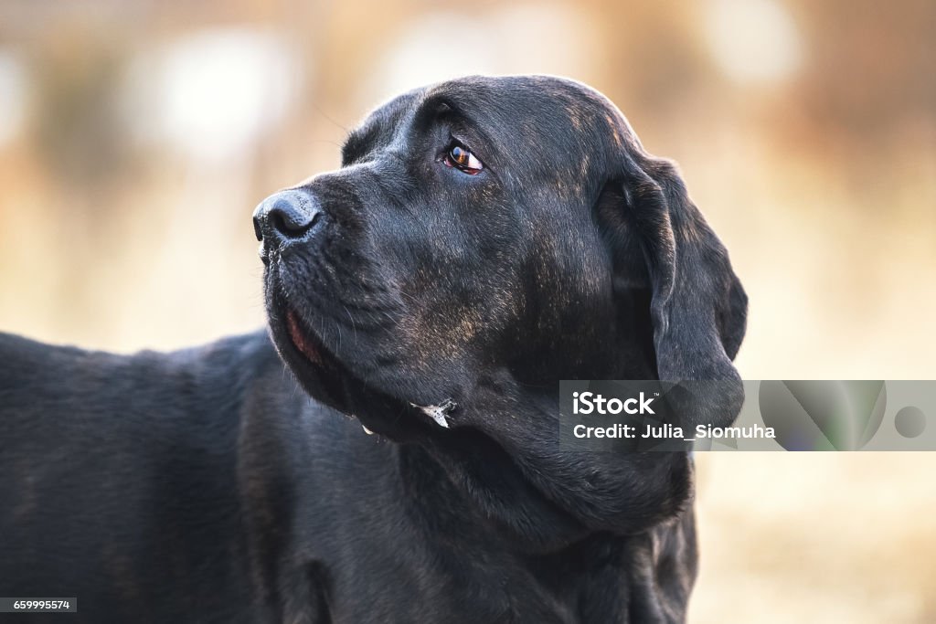 Portrait Of Dog Fila Brasileiro Stock Photo - Download Image Now - Animal,  Belarus, Canine - Animal - iStock