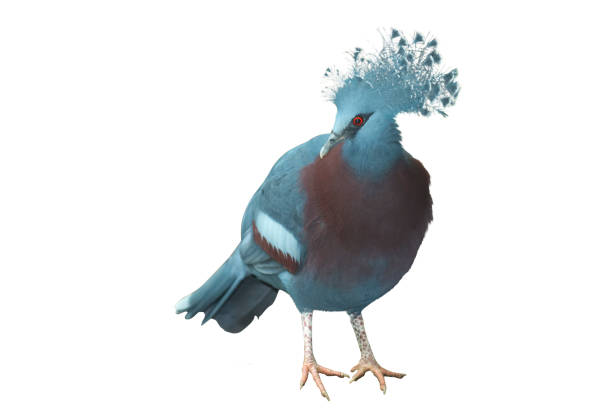 Victoria crowned pigeon isolated on white background