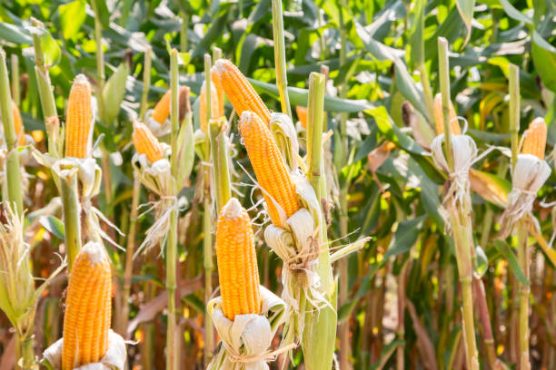 istock yellow ripe ears of corn growing in field 659998110