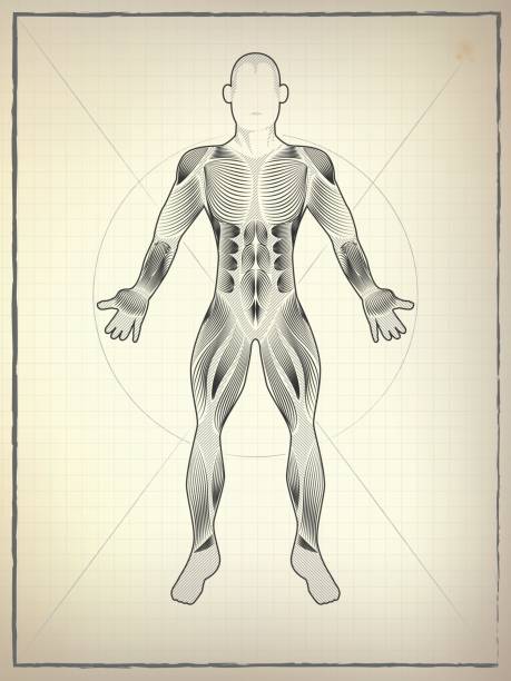 ilustraciones, imágenes clip art, dibujos animados e iconos de stock de anatomía - muscular build human muscle men anatomy