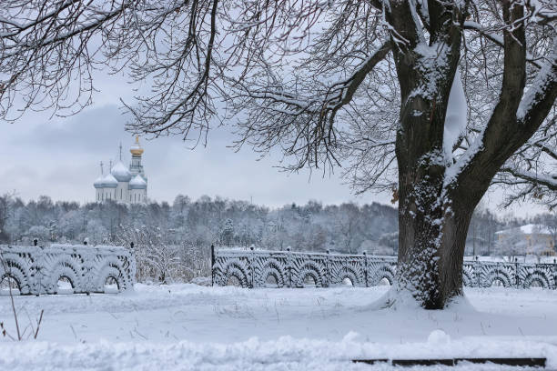 istock winter snow on lonely tree PARK 660014766
