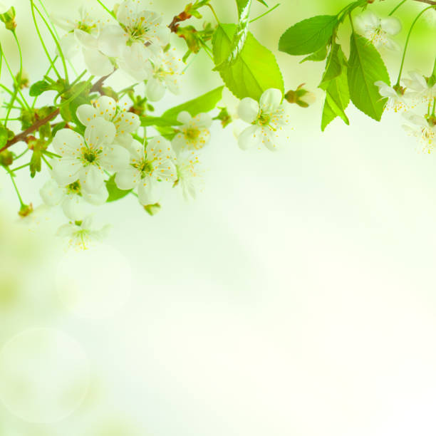 istock Green leaves, beautiful nature background 660021834