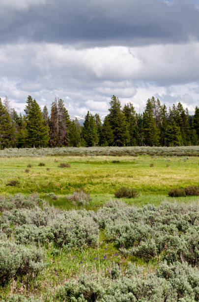 istock bison in Yellostone 660033296