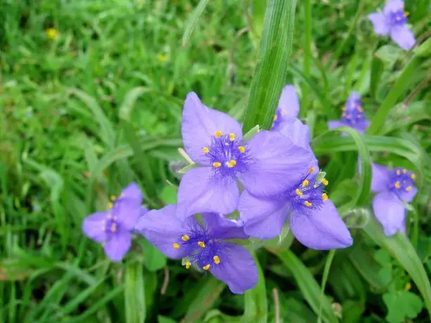 Spiderwort or Bluejacket - Tradescantia ohiensis in the park. Texas, USA