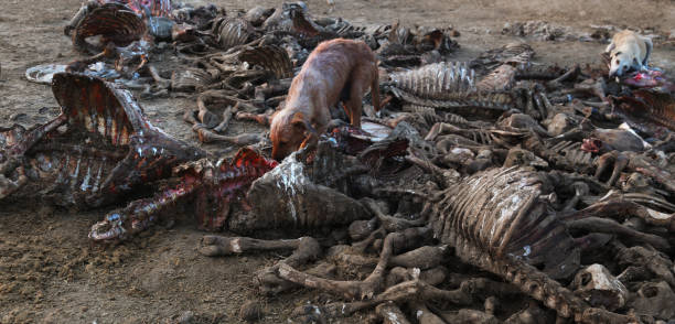 Heap of dead animals Skelton outdoor.