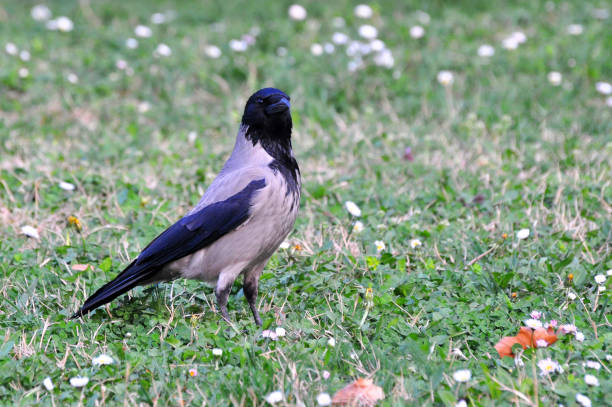 istock Hooded crow in the evening on meadow in spring 660048704