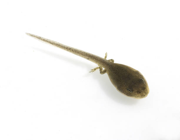 istock Rana temporaria; younger 660049244