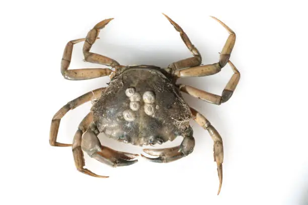 Krabbe; Crab; Brachyura; short-tailed