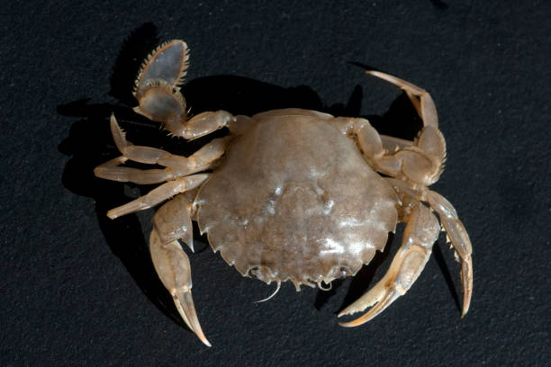 istock Krabbe; Crab; Brachyura; short-tailed 660051174