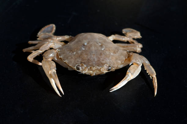 istock Krabbe; Crab; Brachyura; short-tailed 660051294