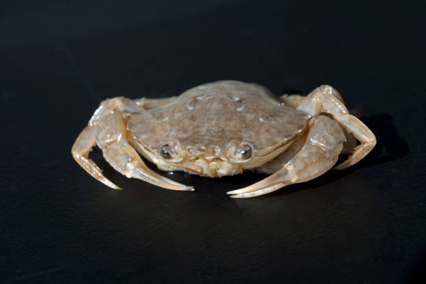 istock Krabbe; Crab; Brachyura; short-tailed 660051924
