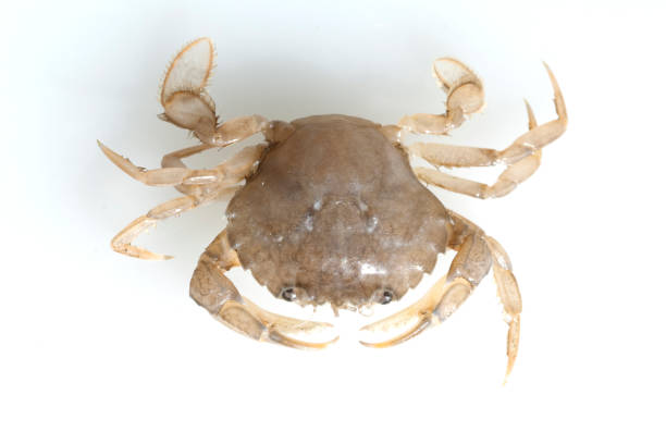 istock Krabbe; Crab; Brachyura; short-tailed 660051998