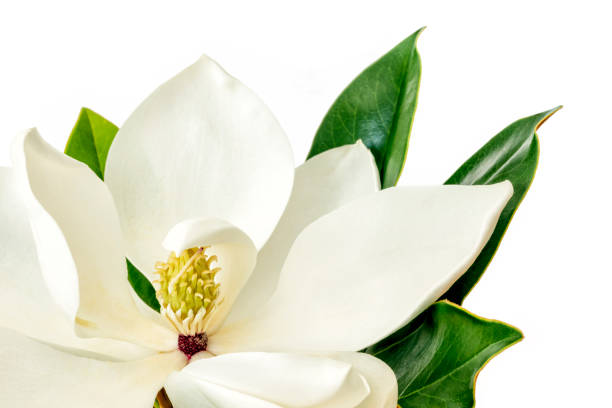 istock Magnolia Flower over White Background 660060662