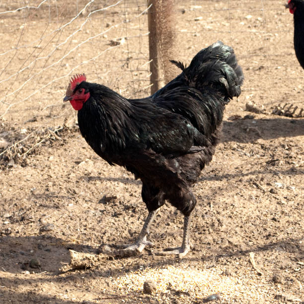 istock German; Lang Chan; chicken, cock 660070570