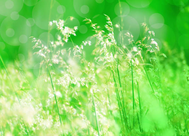 istock grass flower   fresh nature  background 660072868