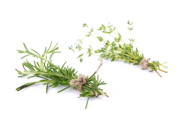 istock rosemary Herbs and Thyme fresh herb isolated on white background 660073398