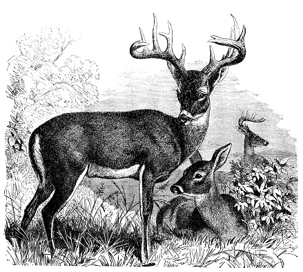 illustration of a Common or Virginian Deer (Cervus virginianus)
