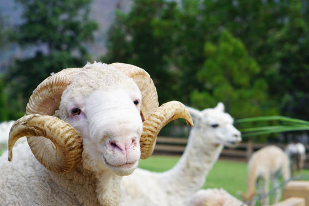 primo piano delle pecore merino al pascolo nel bellissimo prato verde - animale maschio foto e immagini stock