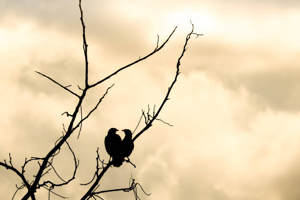 夜の空と雲の背景とシルエット カップル��鳥 - love life ストックフォトと画像