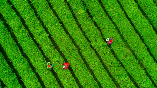 plantation de thé. thé chinois. - photography cloud plantation plant photos et images de collection