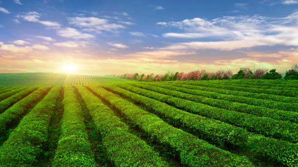 plantation de thé. thé de chine. - photography cloud plantation plant photos et images de collection