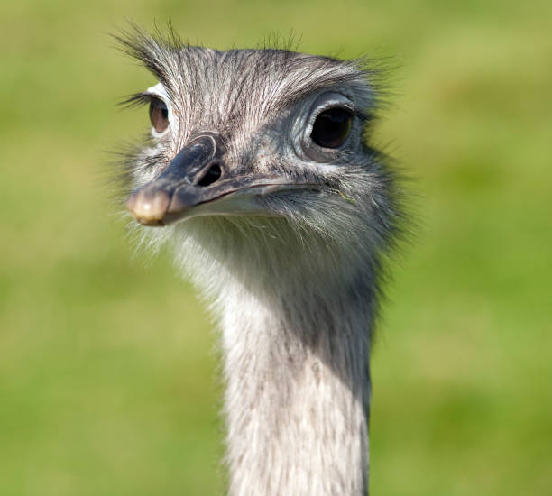istock Nandu; Rhea americana, 660090348