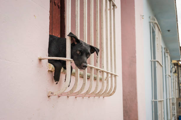 istock Little black puppy sitting in the window 660098584