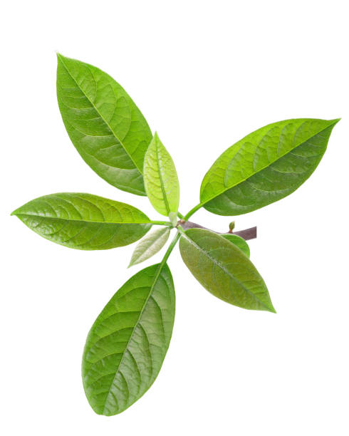 아보카도 페르시 아메리카나 잎, 경로 - persea 뉴스 사진 이미지