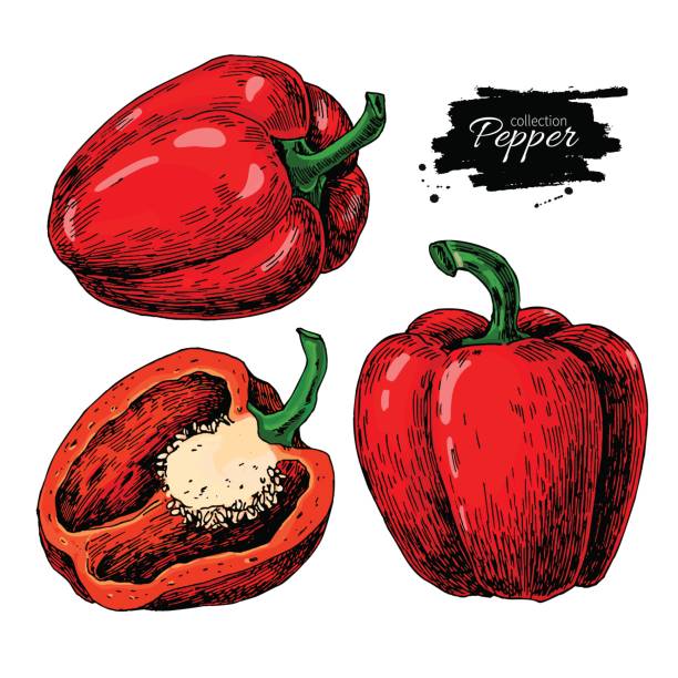 Pepper hand drawn vector set. Vegetable Isolated object full, half Pepper hand drawn vector set. Vegetable engraved style object, full and half. Isolated bell pepper. Detailed vegetarian food drawing. Farm market product. Paprika icon red bell pepper stock illustrations