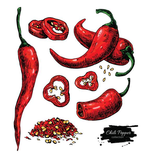 ilustrações, clipart, desenhos animados e ícones de pimenta chili mão desenhada ilustração vetorial. objeto de estilo artístico vegetal. isolado quente picante - chili pepper