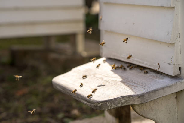 istock White Hives and lots of Bees 660102092