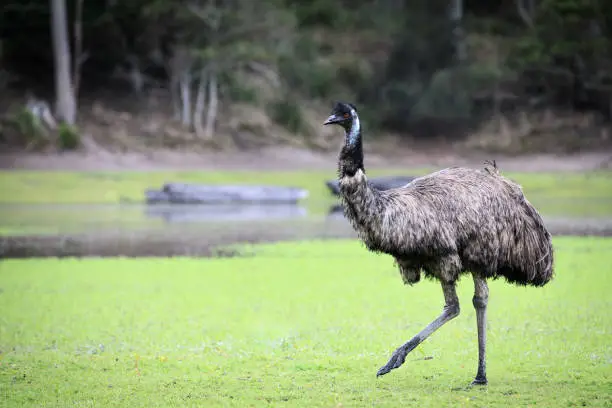 Emu feeding on some grass