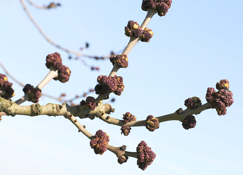 This large deciduous Tree can grow up to 40m, with smooth greyish bark, fissured with age; twigs flattened at the nodes, with black winter buds. Leaves pinnate, opposite, with 7-13 oval, pointed and toothed leaflets. Flowers with tufts or dark brownish-purple stamens, becoming greenish, without sepals or petals, borne in terminal or lateral clusters, appearing before the leaves. Fruit a winged nut or samara.\n\n\n\n\n\n