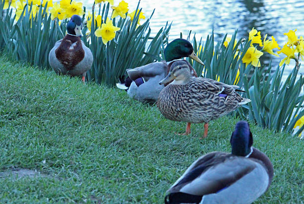 istock Group of Ducks by Daffodils on the Riverside 660117418