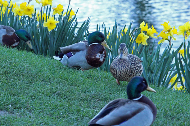 istock Group of Ducks by Daffodils on the Riverside 660119040