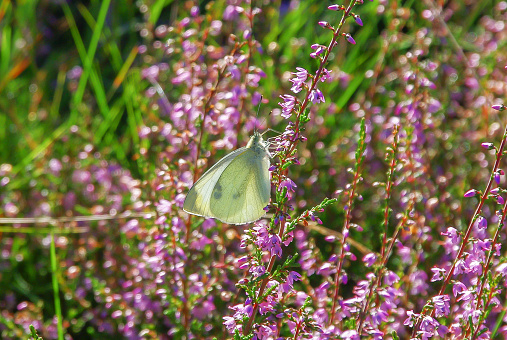 Cabbage butterfly on the heath