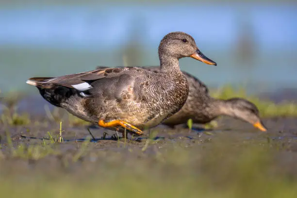 Pair of Gadwall (Anas strepera) walking on mudflat of wetland. The gadwall is a bird of open marshlands, such as prairie or steppe lakes, wet grassland or marshes with dense fringing vegetation
