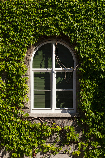 An old mansion's half-round window with white frame and overgrown by green vines. A yellow bench standing underneath.
