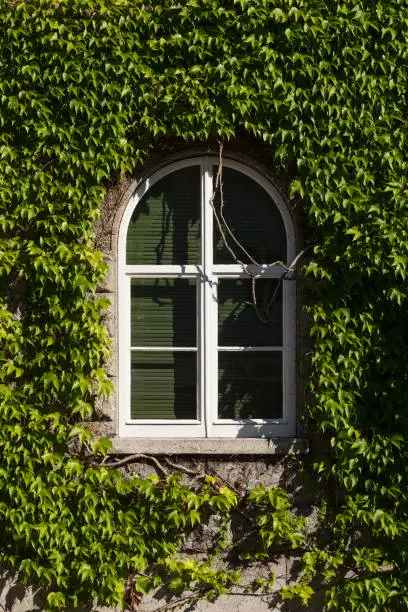 Photo of Window with white frame and green vines