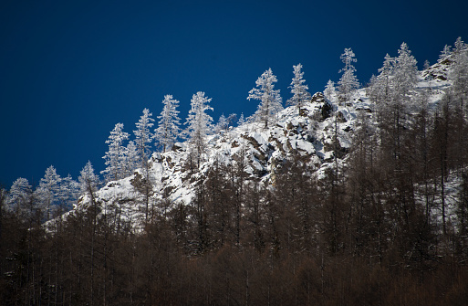 Snow-covered trees on the rocks, Yakutia, Kolyma region